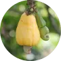 Cashew