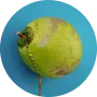 Coconut