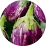Brinjal